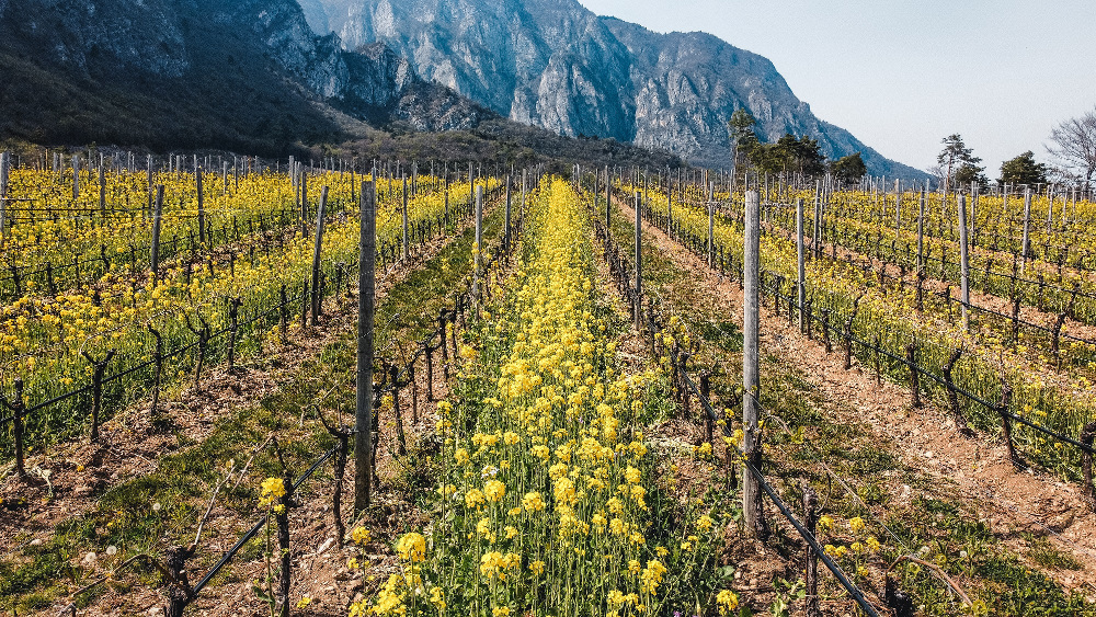Biodiversity at Ferrari Trento Biodiversity
